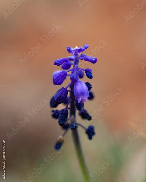 Fototapeta A close-up vertical view of a small purple flower with multiple buds, set against a soft blurred brownish background.
