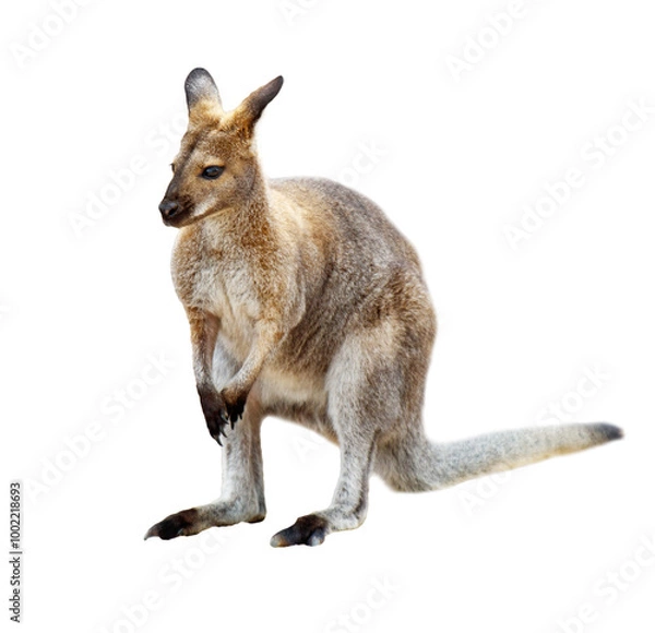 Obraz Kangaroo isolated on white background
