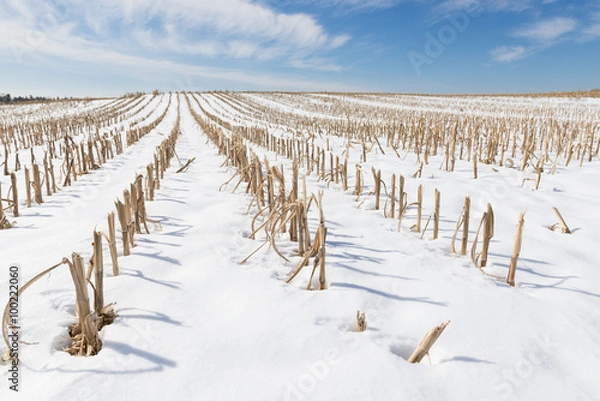 Obraz Snow Covered Corn Field in Winter