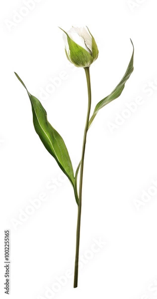 Obraz White bud flower stem isolated on white background