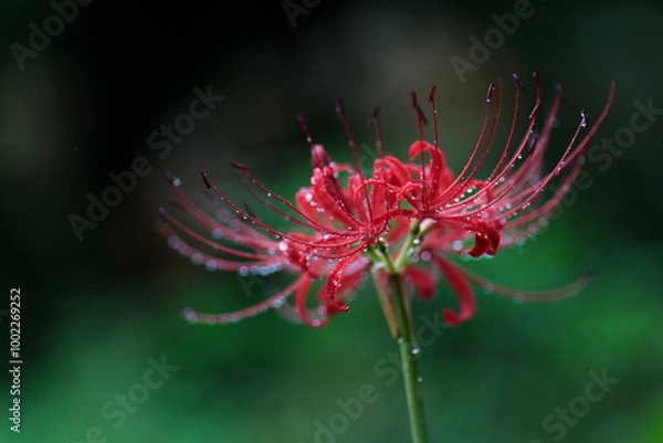 Obraz 雨粒がついた彼岸花