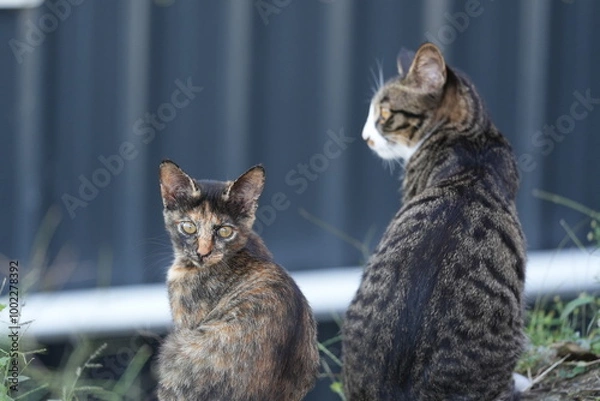 Obraz two kittens next to each other