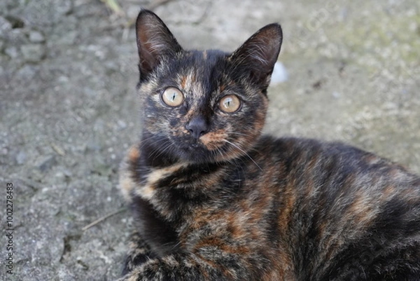 Obraz portrait of a mixed kitten