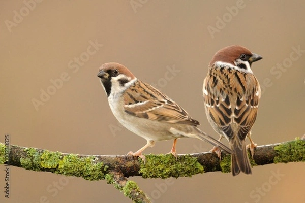 Obraz Tree Sparrow (Passer montanus)