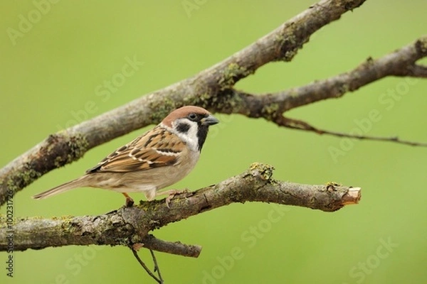 Obraz Tree Sparrow (Passer montanus)