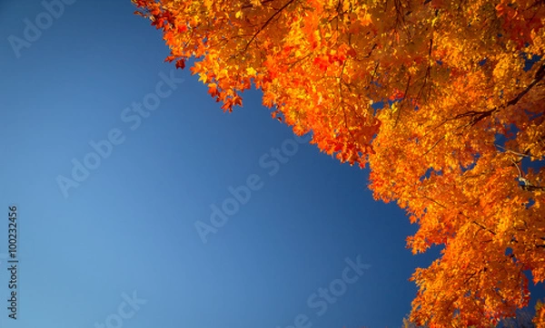 Fototapeta Autumn Leaves And Blue Sky. Branch of a Maple tree at peak fall color with a blue sky background. Shot in horizontal orientation with vibrant color and copy space.