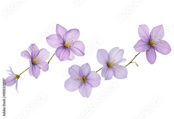 Fototapeta Flying violet petals isolated on white, transparent background cutout