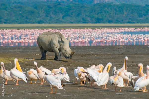 Obraz nosorożec w parku narodowym jeziora nakuru, kenia