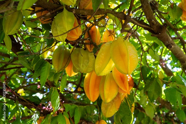 Fototapeta Crumbles on tree ready to eat