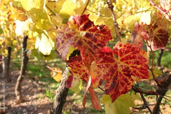 Obraz vigne en automne
