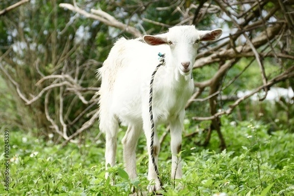 Obraz ひとりぼっちのヤギ