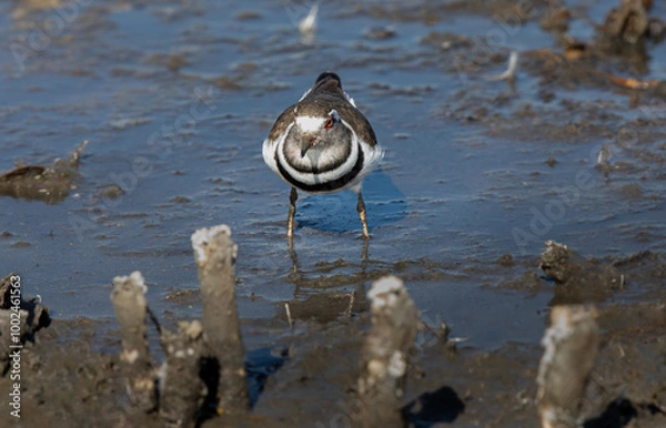 Obraz Three banded Plover