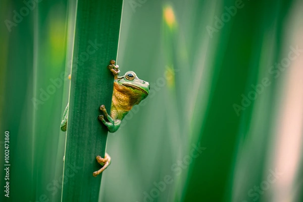 Obraz European Tree Frog Climbing on Cattail in a Summer Green Environment