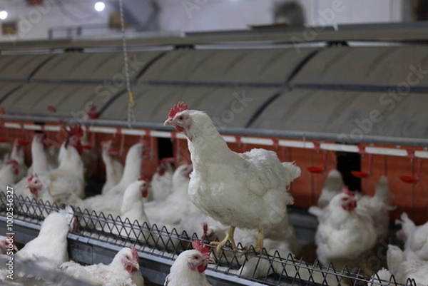 Obraz chickens in the farm