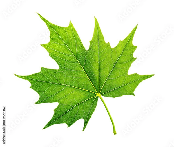 Obraz Bright green maple leaf with detailed veins image isolated transparent. Botanical foliage cut out photo png. Nature, environmental, seasonal cutout element object photography