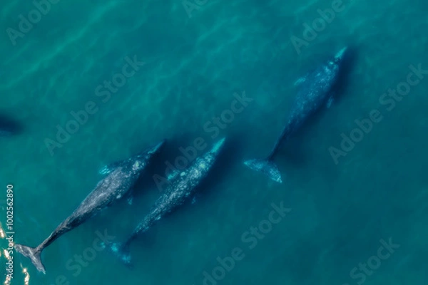 Fototapeta grey whales migration aerial view grey whale in Mexico Baja California magdalena bay aerial drone view panorama