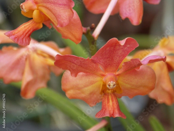 Obraz fleurs d'orchidée papillon