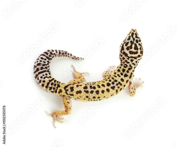 Obraz One beautiful gecko isolated on white, top view
