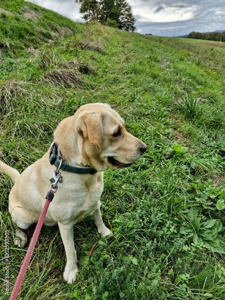 Fototapeta labrador retriever puppy