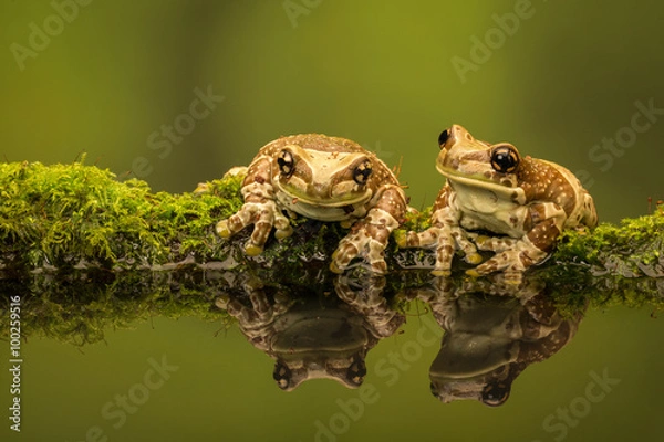 Obraz Dwie amazońskie żaby