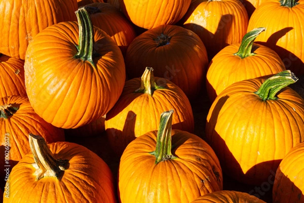 Fototapeta Full Frame Image of a Group of Pumpkins on a Sunny Autumn Day