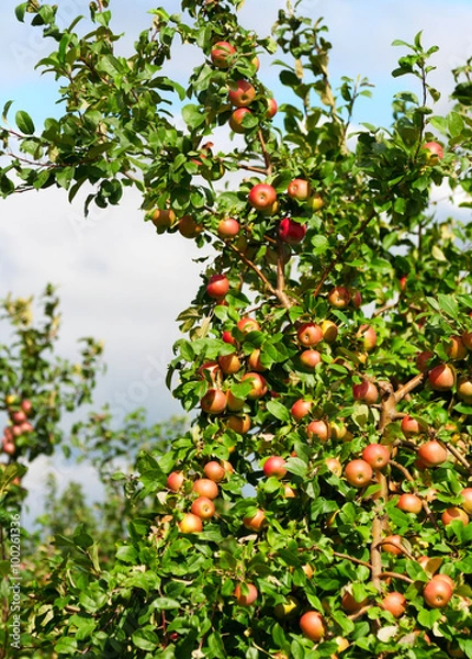 Fototapeta A branch with red apples