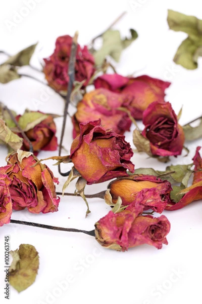 Fototapeta Whithered roses on white background.