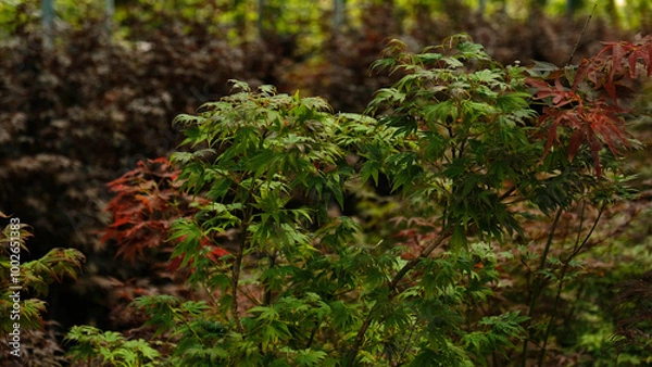 Fototapeta Beautiful bright warm red leaves of a Japanese Maple tree - Acer Palmatum Atropurpureum (Fireglow). Red leaves of Japanese Maple Tree, Abstract natural background. Minimal, stylish, trend concept.
