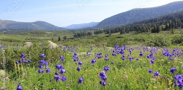 Obraz Альпийские луга в Золотой Долине. Кузнецкий Алатау