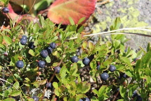 Obraz Черника в горах кузнецкого Алатау