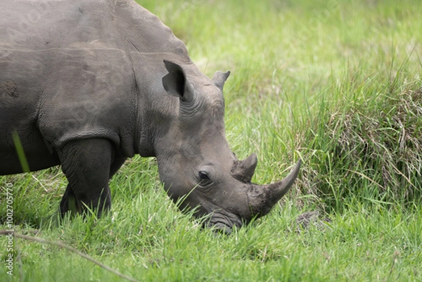 Obraz rhino in Uganda