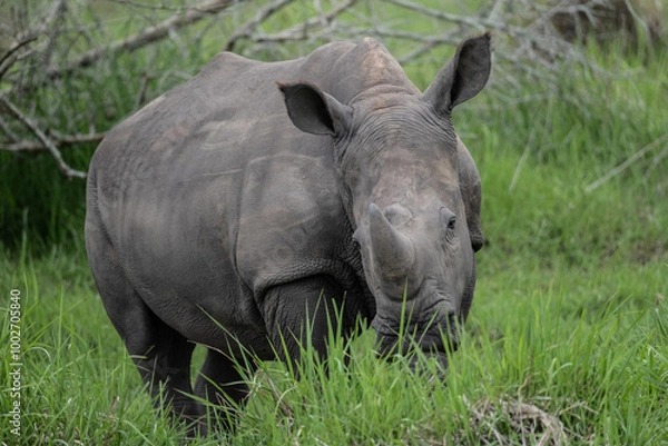 Obraz rhino in Uganda