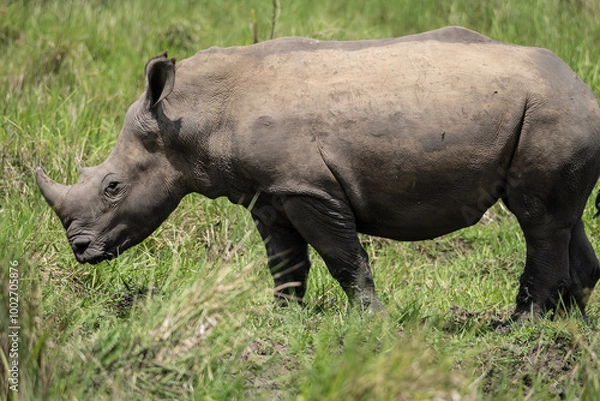 Obraz rhino in Uganda