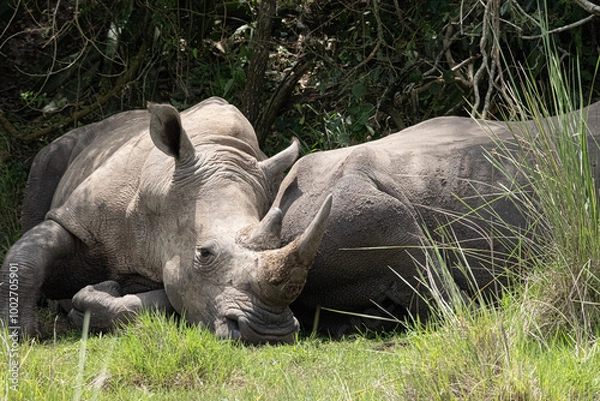 Obraz rhino in Uganda