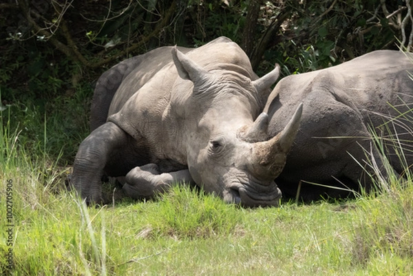 Obraz rhino in Uganda