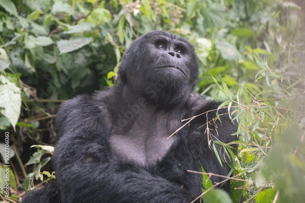 Obraz silverback Mountain Gorilla, Uganda