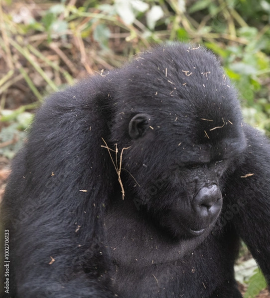 Obraz silverback Mountain Gorilla, Uganda