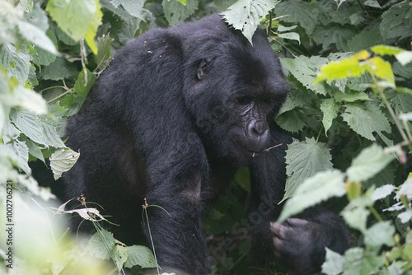 Obraz silverback Mountain Gorilla, Uganda
