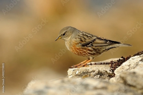 Obraz Alpine accentor (prunella collaris)
