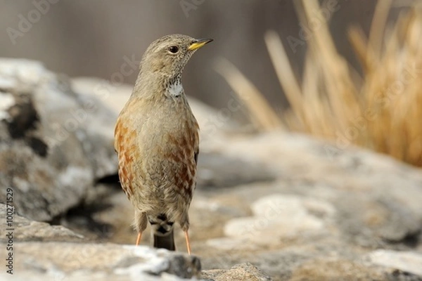 Obraz Alpine accentor (prunella collaris)