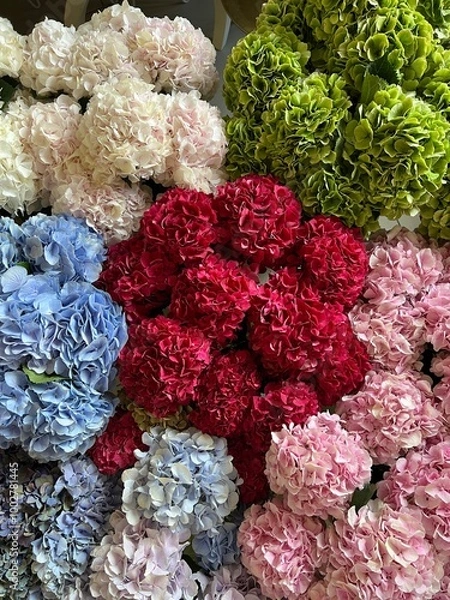 Fototapeta Beautiful fresh hydrangea flowers in pink blue and red colors, close up image 