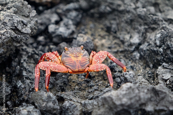 Fototapeta The Sally Lightfoot crab is a vibrant and agile crustacean native to the Galápagos Islands. Known for its striking colors, which range from bright red to orange and blue.