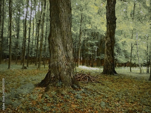 Obraz An enserated forest.