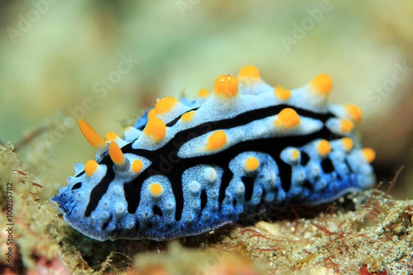 Obraz Varicose Wart Slug (Phyllidia Varicosa). Padang Bai, Bali, Indonesia