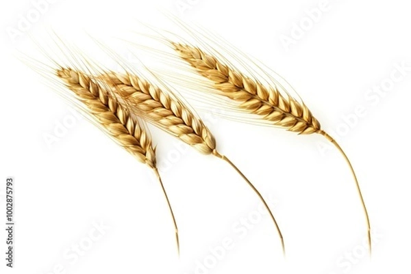 Fototapeta Wheat ears isolated on a white background