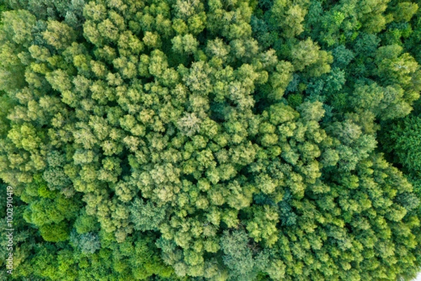 Obraz Aerial top view of a dense green forest canopy in summer, showcasing lush foliage and natural textures. Beautiful nature background for environmental and landscape themes.
