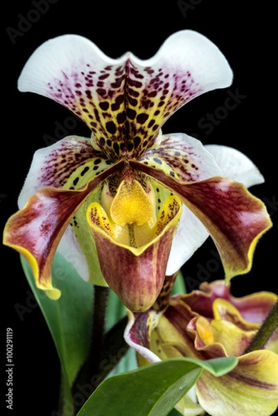 Obraz Frauenschuh Orchidee