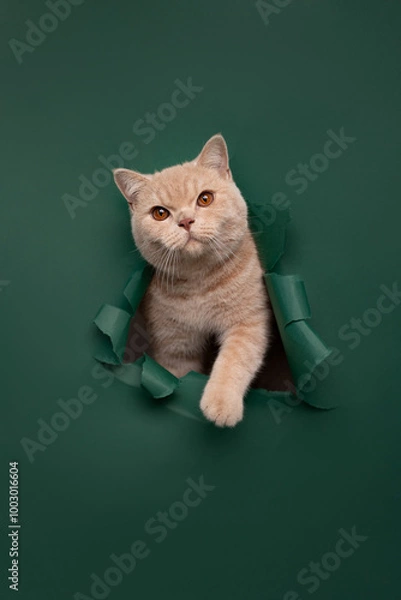 Fototapeta cat on the green background