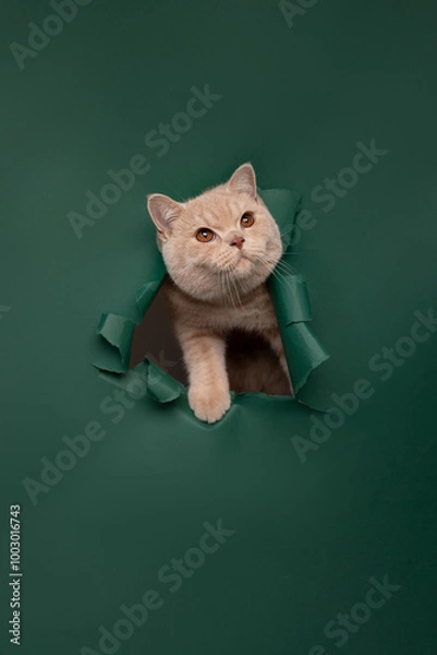 Fototapeta cat on the green background
