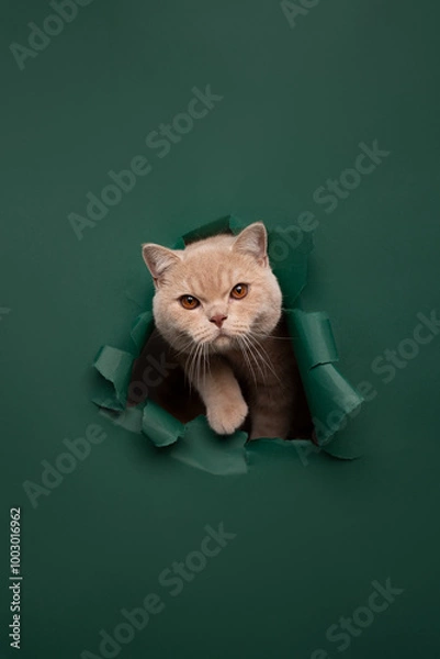 Fototapeta cat on the green background